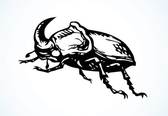 Rhinoceros beetle. Vector drawing