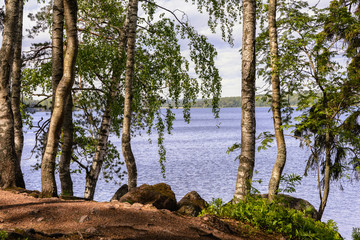 Group of birches and pines on the rocky shore of the bay, beautiful view in summer