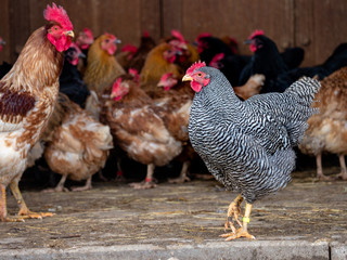 hen