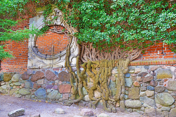 Muro con pianta rampicante.