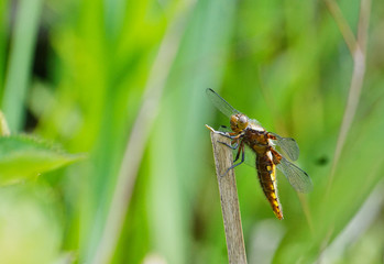 Makro Vierfleck-Libelle
