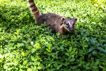 South American Coati, Nasua nasua on park in Brazil