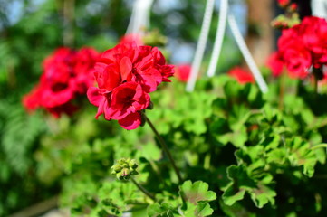 red flower in the garden