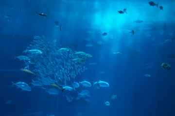 Fototapeta na wymiar Deep sea fish in aquarium