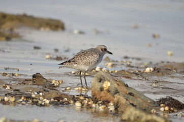 Pluvier doré (Pluvialis apricaria)