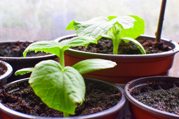 Seedlings of cucumbers in pots standing on the windowsill.