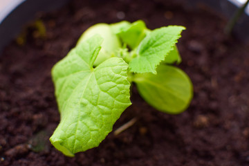Seedlings of cucumbers in pots. Close-up