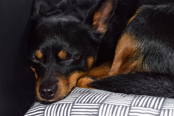 The little dog is sleeping on the pillow. Close-up. 