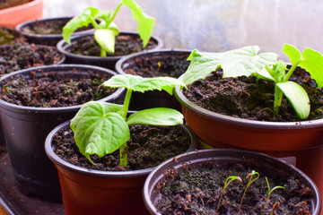 Seedlings of cucumbers in pots standing on the windowsill.