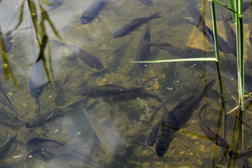 Obraz premium Fish in the pond