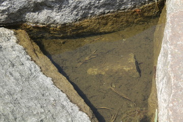 stones in the pond