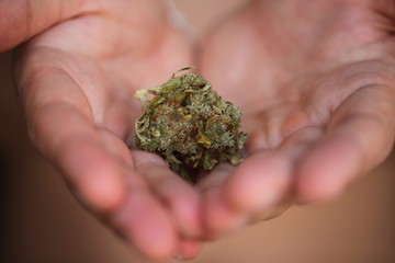 dry medical cannabis bud in hand