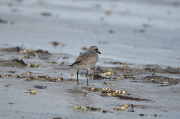 Pluvier doré (Pluvialis apricaria)