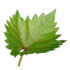 fresh green leaf of grape isolated on white background