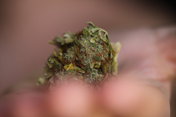 dry medical cannabis bud in hand