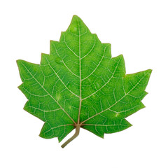 fresh green leaf of grape isolated on white background