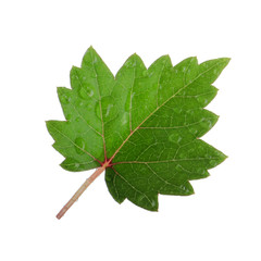 fresh green leaf of grape with water drops  isolated on white background