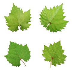 set of grenn leaves of grape isolated on white background