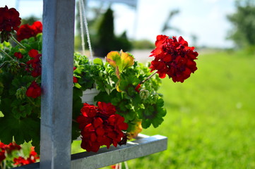 flowers in the garden