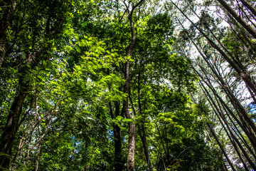 Detail of Atlantic rainforest in Brazil