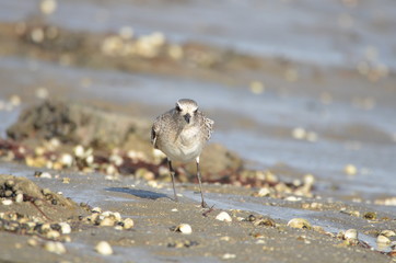 Pluvier doré (Pluvialis apricaria)