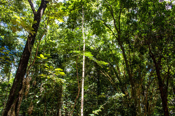 Detail of Atlantic rainforest in Brazil