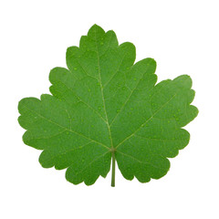fresh green leaf of grape isolated on white background