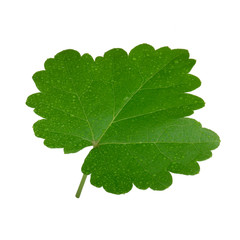 fresh green leaf of grape isolated on white background