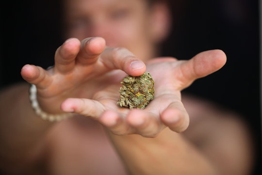 dry medical cannabis marijuana hand