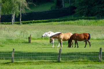 trio chevaux