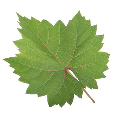 fresh green leaf of grape isolated on white background