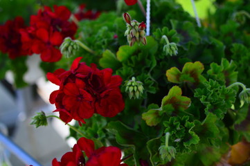 flowers in the garden