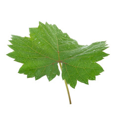 fresh green leaf of grape isolated on white background