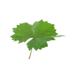 fresh green leaf of grape isolated on white background