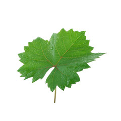 fresh green leaf of grape isolated on white background