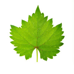 fresh green leaf of grape isolated on white background