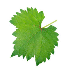 Naklejka na ściany i meble fresh green leaf of grape isolated on white background
