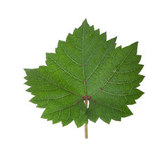 fresh green leaf of grape isolated on white background