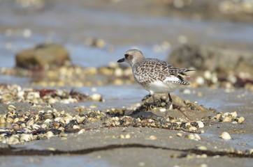 Pluvier doré (Pluvialis apricaria)