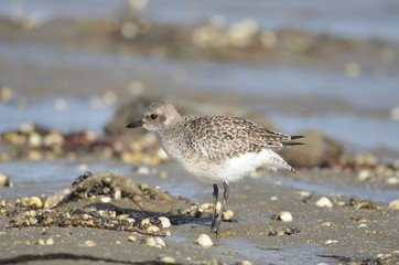 Pluvier doré (Pluvialis apricaria)
