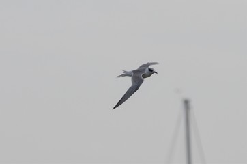 Sterne de Forster (Sterna forsteri)