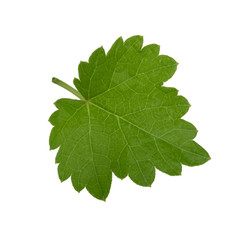 Fototapeta premium fresh green leaf of grape isolated on white background