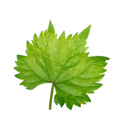fresh young green leaf of grape isolated on white background