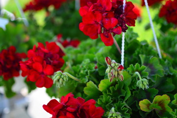 flowers in the garden