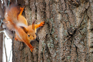 young red squirrel looking at the camera on a tree trunk. Sciurus vulgaris, copy space