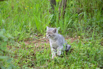 Naklejka na ściany i meble Gray kitten runs across the lawn.