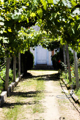 Grape field