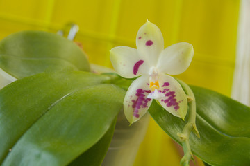Beautiful rare orchid in pot on yellow background