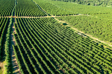 aerial viewof green coffee field in Brazil