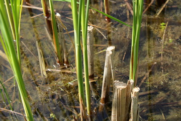 grass in the pond